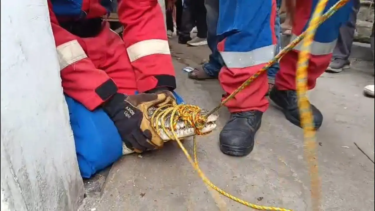 Buaya Peliharaan Dievakuasi, Pemilik di Lampung Menangis Histeris hingga Pingsan
