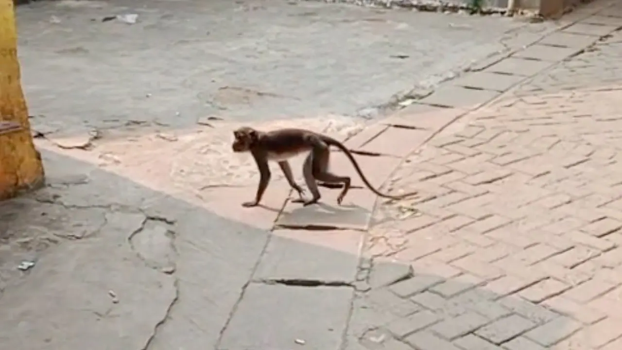 Monyet Ekor Panjang Cakar Bocah di Serpong, Warga Resah Minta Evakuasi