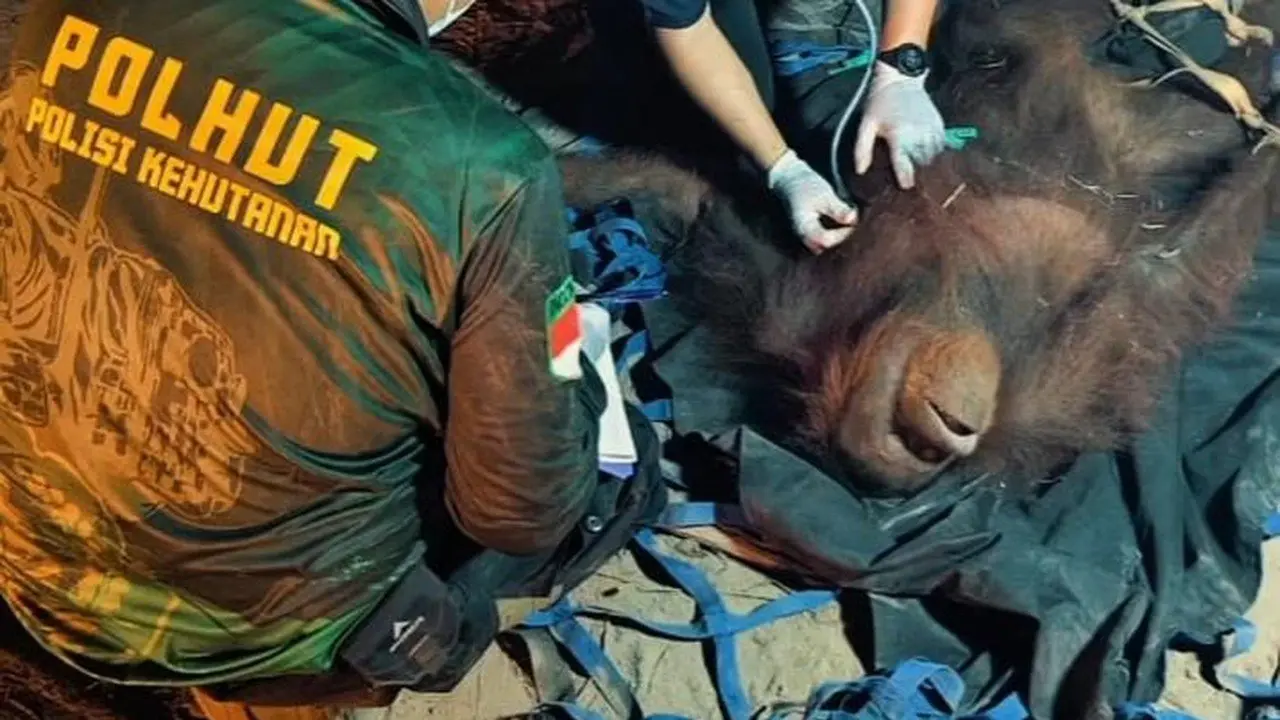 Novita, Orang Utan 4 Tahun, Selamat dari Karhutla Kalteng Setelah Terjebak di Pohon