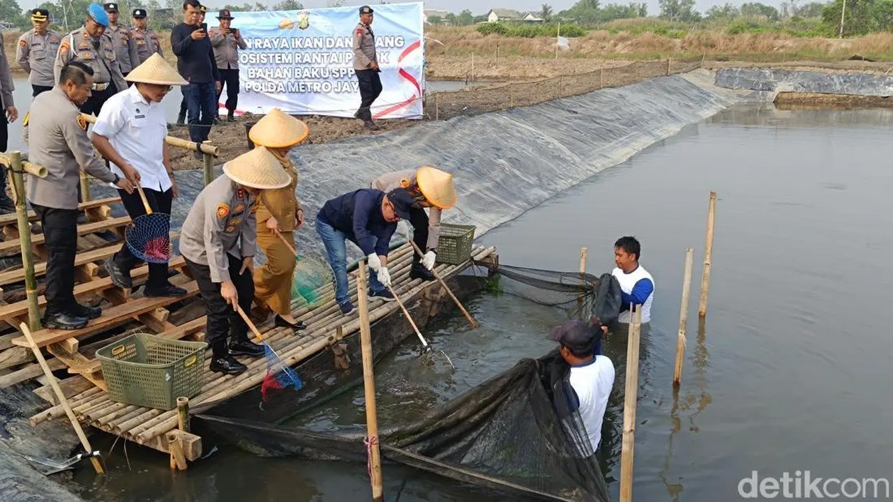 Panen Raya Ikan dan Udang di Muara Gembong, Dukung Gizi Anak Lewat SPPG Polda Metro
