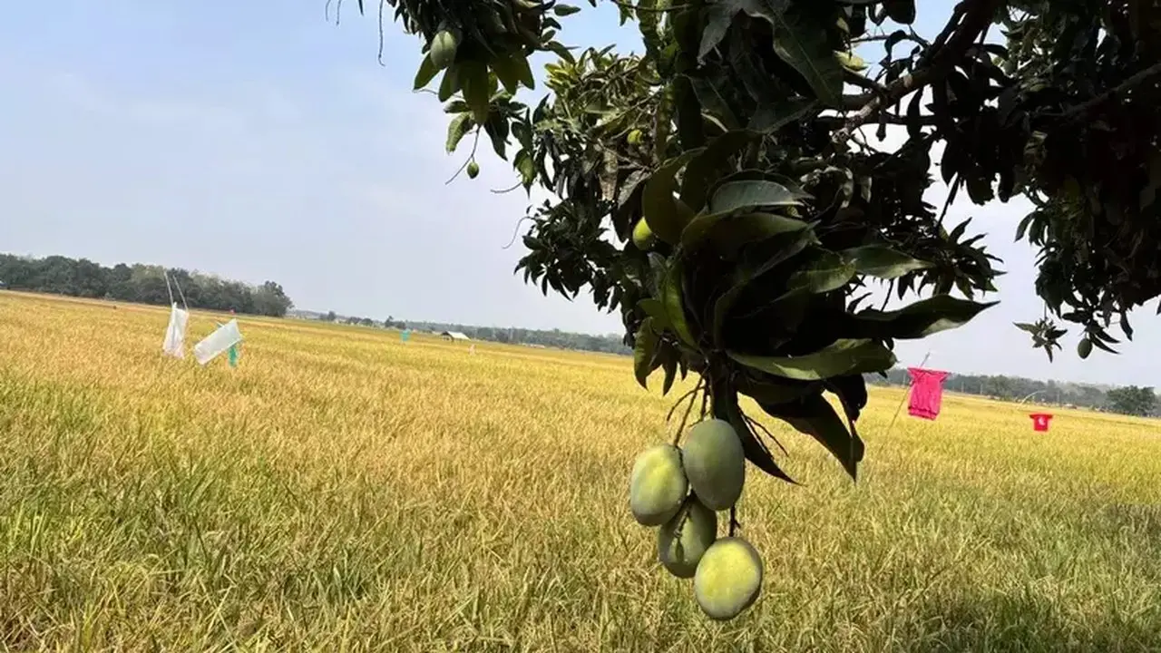 Pertamina EP Tingkatkan Produktivitas Petani Lewat Program Jari Tangan