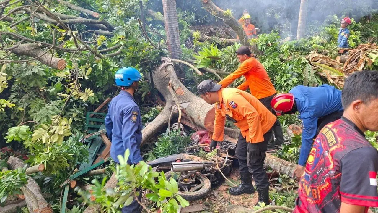 Pohon Flamboyan 40 Meter Tumbang di Bogor, 4 Warga Luka-luka