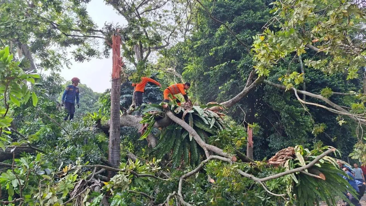 Pohon Setinggi 40 Meter Tumbang di Bogor, 4 Warga Terluka