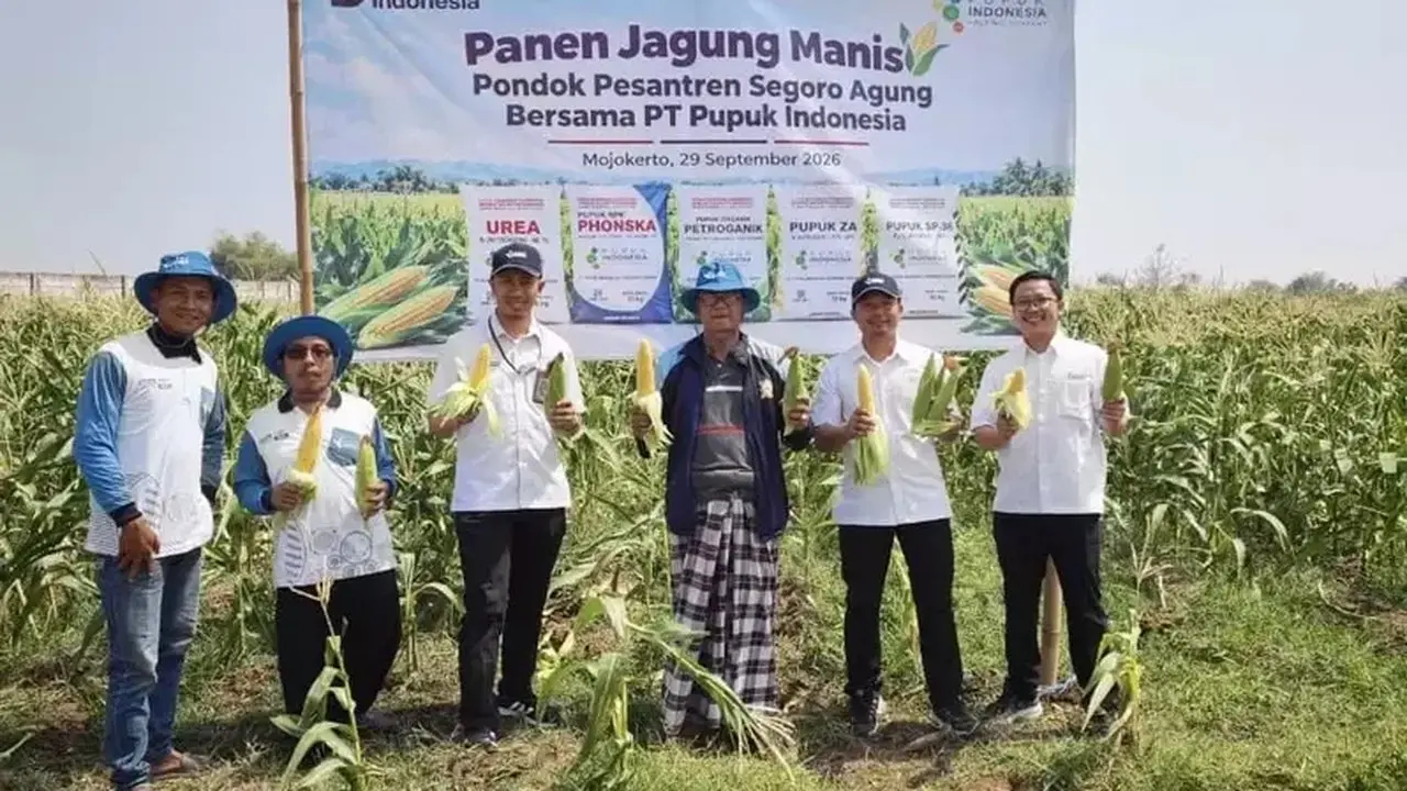 Pupuk Indonesia Gelar Panen Jagung Manis di Lahan Pondok Pesantren Mojokerto