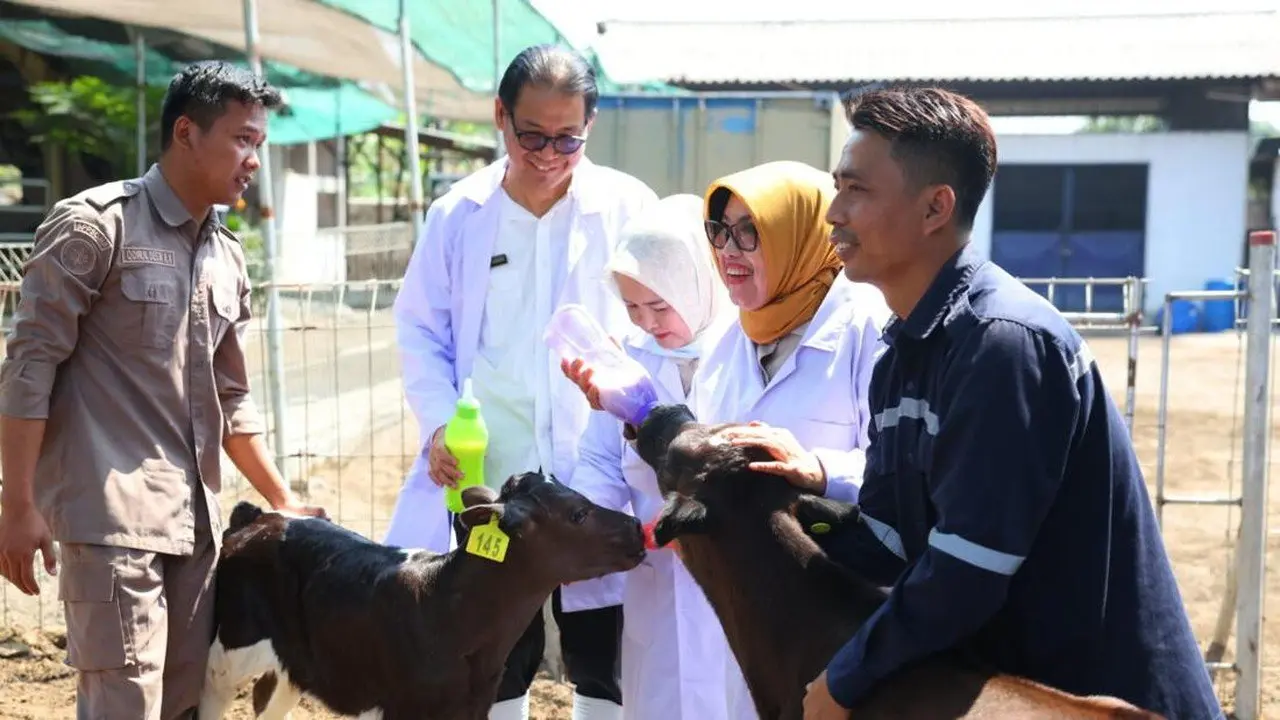 Sapi Lokal Jadi Kunci Kemandirian Susu Nasional, Gerindra Usulkan Penguatan Koperasi