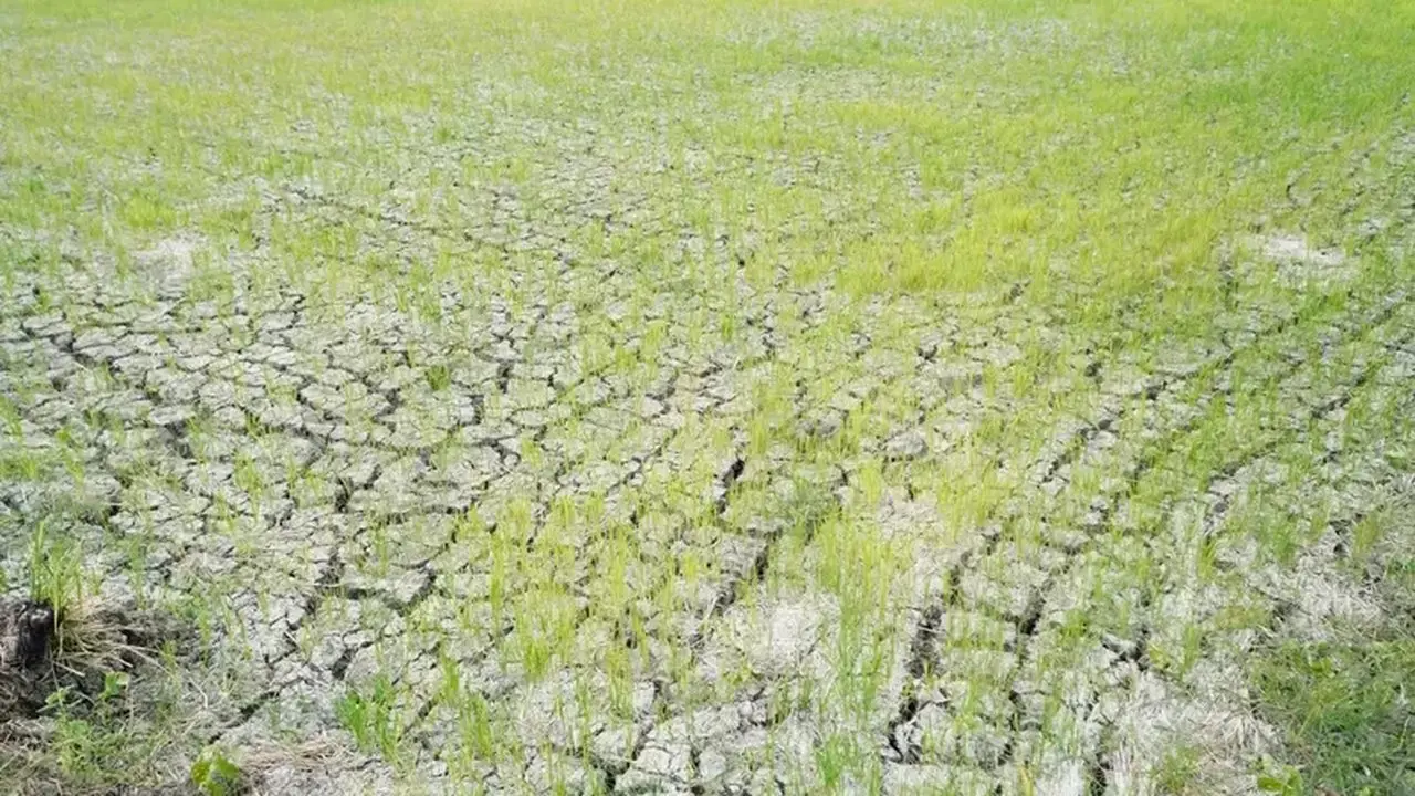 Waspada El Nino, Dampak ke Pangan Terasa Kuat Awal 2027