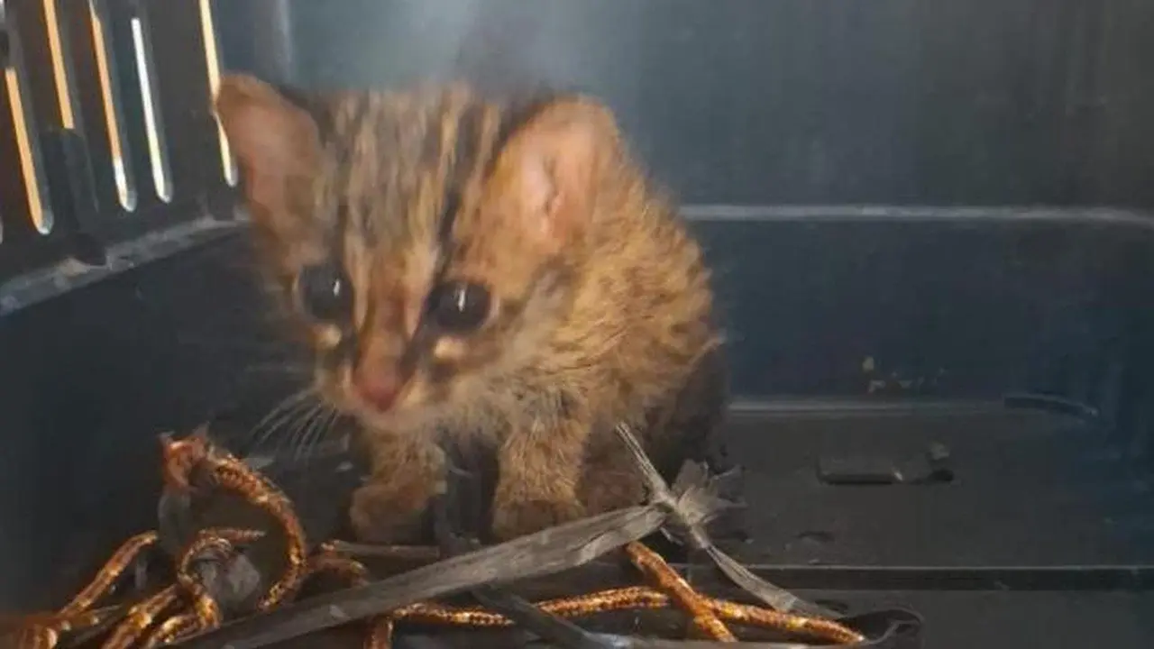 Anak Kucing Kuwuk Ditemukan Sendirian di Lahan Terbakar Ogan Ilir