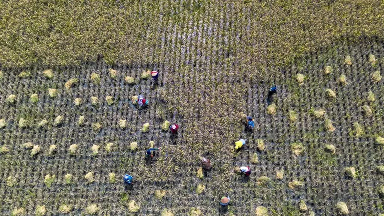 El Niño Ancam Produksi Padi Nasional, Luas Panen Diprediksi Turun