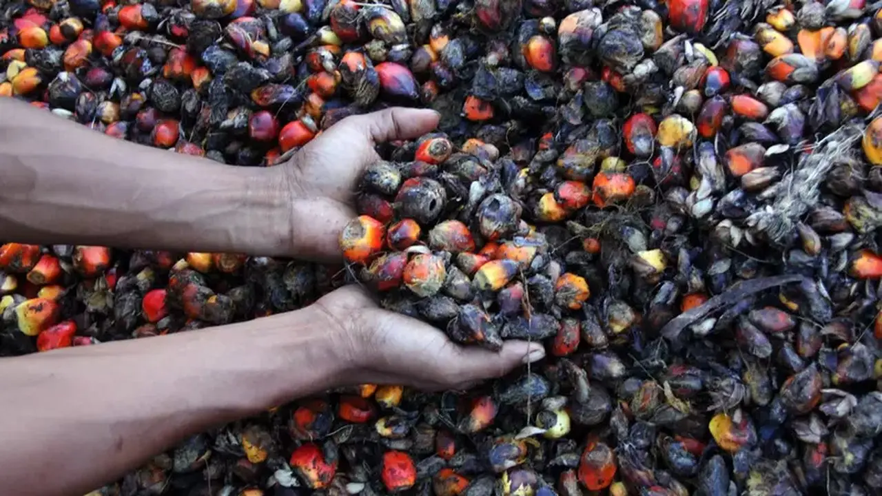 Harga CPO Menguat di Bursa Malaysia, Tapi Persediaan Domestik Jadi Kendala