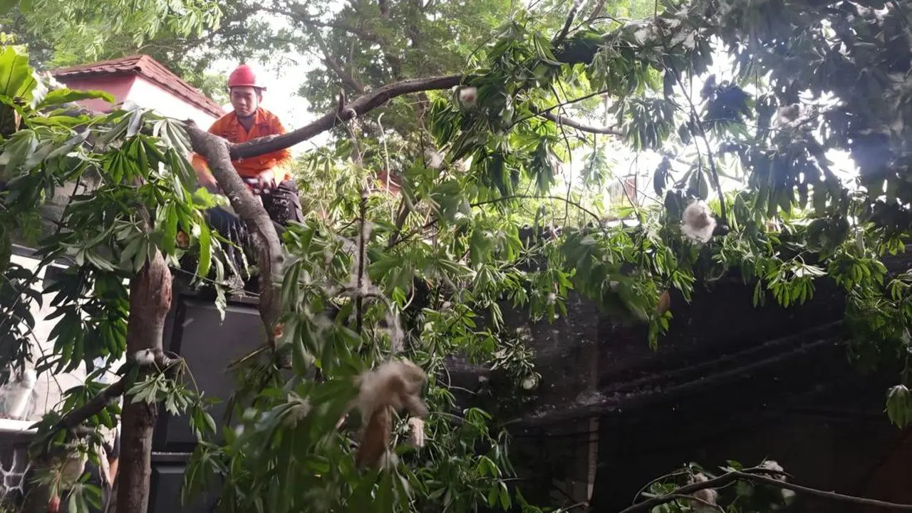 Pohon Tumbang Timpa Kafe dan Motor di Bogor Akibat Hujan Angin