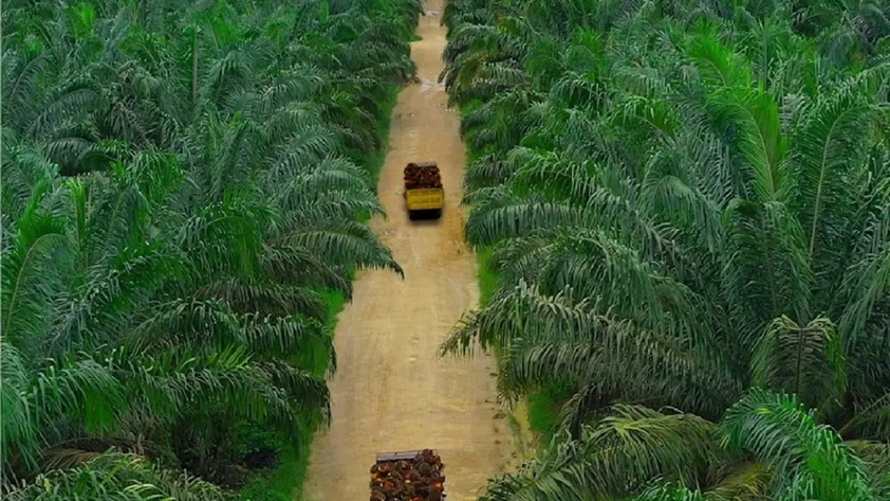 Teladan Prima Agro Bagikan Dividen Interim Rp 20 per Saham